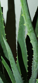 Foto di Aloe foglie