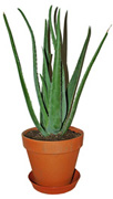 vaso di aloe arborescens