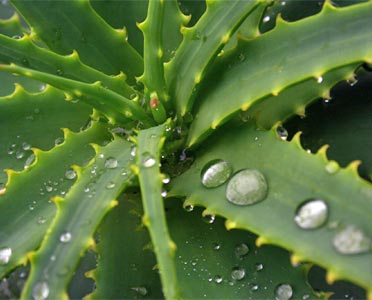 Ricette con aloe vera